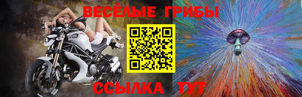 Псилоцибиновые грибы Psilocybe Славянск-на-Кубани